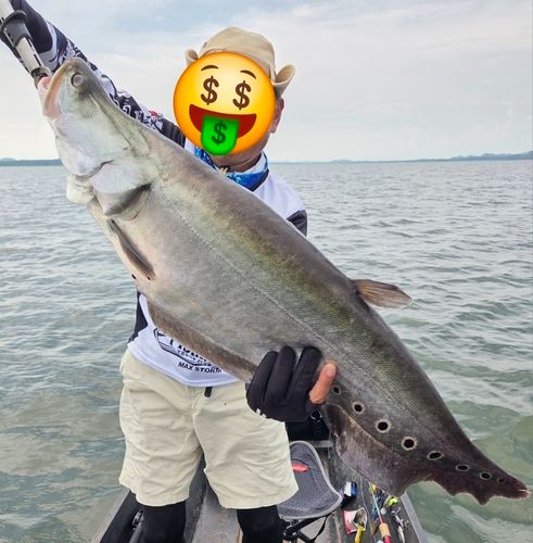 アロワナの釣果