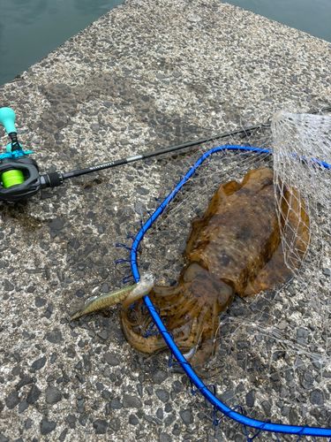 アオリイカの釣果