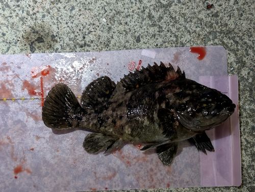 オウゴンムラソイの釣果