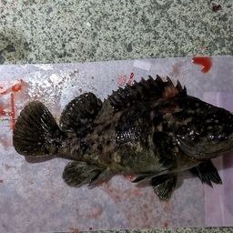 オウゴンムラソイ