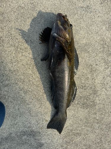 アイナメの釣果