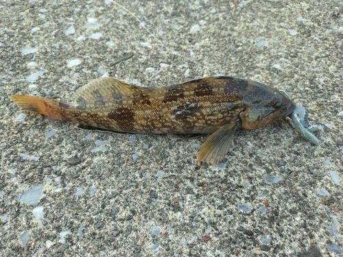 アイナメの釣果