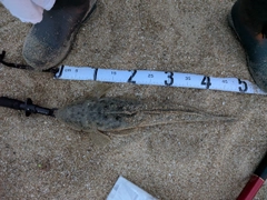 マゴチの釣果