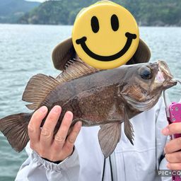 メバル