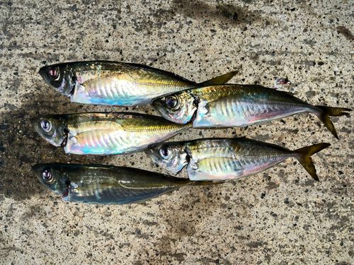 アジの釣果