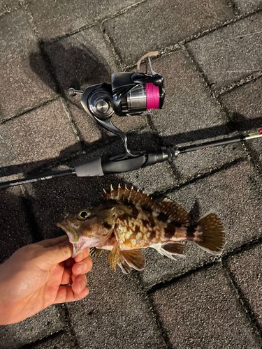 カサゴの釣果