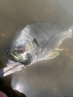 キビレの釣果