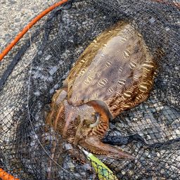 モンゴウイカ