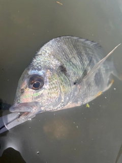 キビレの釣果