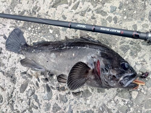 クロソイの釣果