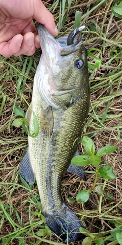 ラージマウスバスの釣果
