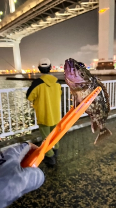 ガシラの釣果