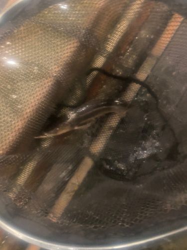 チョウザメの釣果