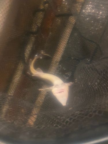 チョウザメの釣果