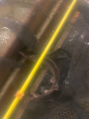 チョウザメの釣果