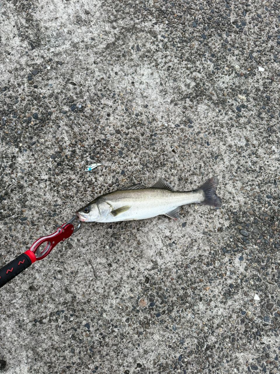 セイゴ（マルスズキ）