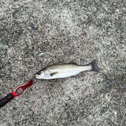 セイゴ（マルスズキ）