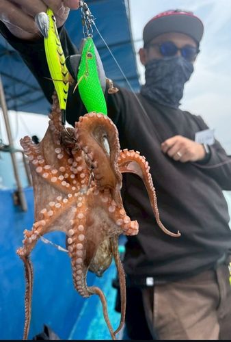 タコの釣果