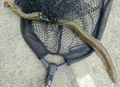 アナゴの釣果