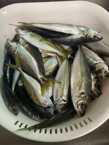 アジの釣果