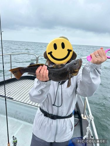 アイナメの釣果