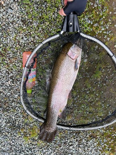 ニジマスの釣果
