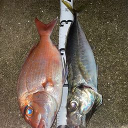 アジ