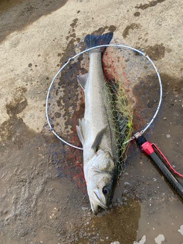 スズキの釣果