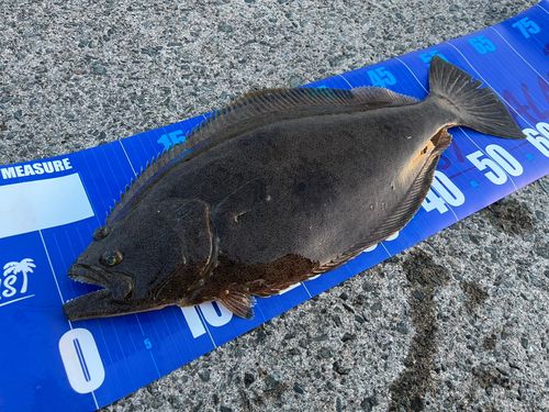 ヒラメの釣果