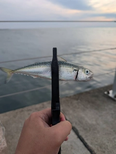 サバの釣果