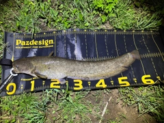 ナマズの釣果