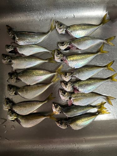 アジの釣果