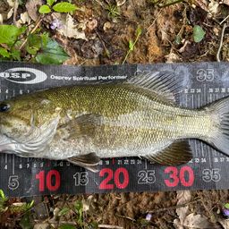 スモールマウスバス