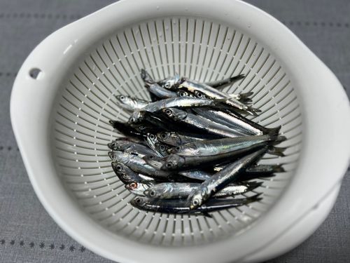 カタクチイワシの釣果