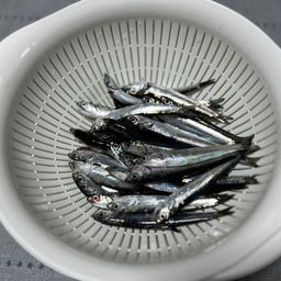 カタクチイワシ