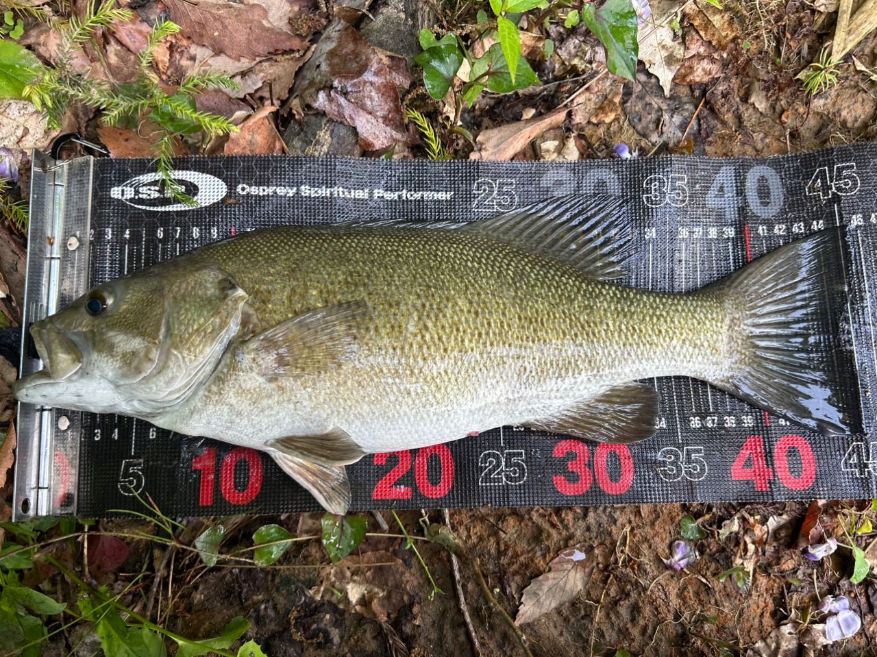 スモールマウスバス