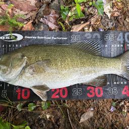 スモールマウスバス