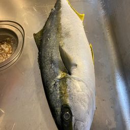 ヒラマサ