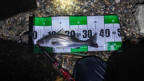 シーバスの釣果