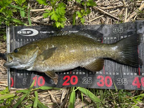 スモールマウスバスの釣果