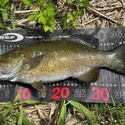 スモールマウスバス