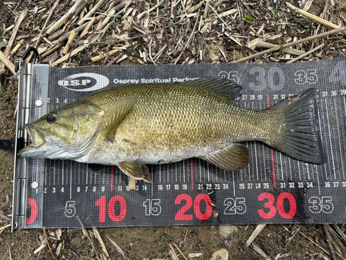 スモールマウスバスの釣果