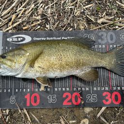 スモールマウスバス