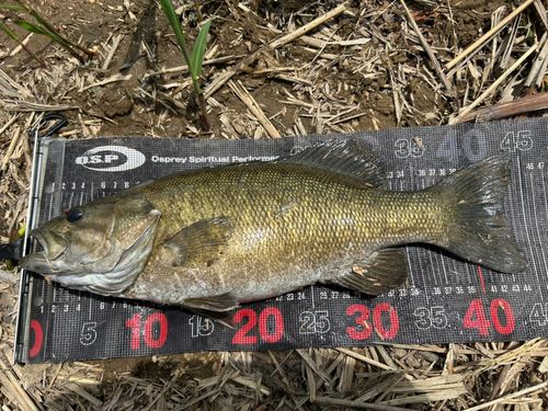 スモールマウスバスの釣果