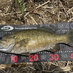 スモールマウスバス