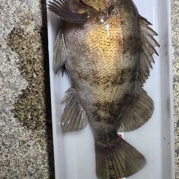 メバル