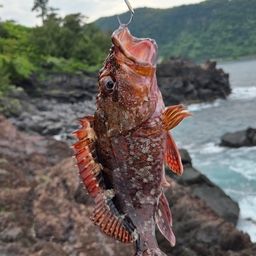 カサゴ