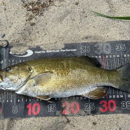 スモールマウスバス