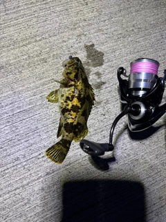 ベッコウゾイの釣果