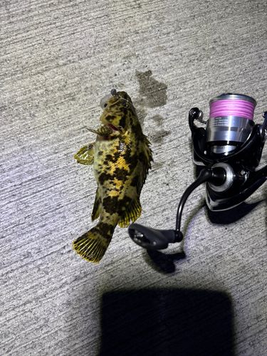 ベッコウゾイの釣果